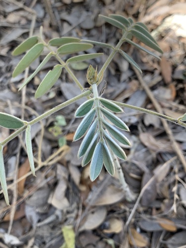 Senna lindheimeriana (Lindheimer's Senna) (alternate view 5)