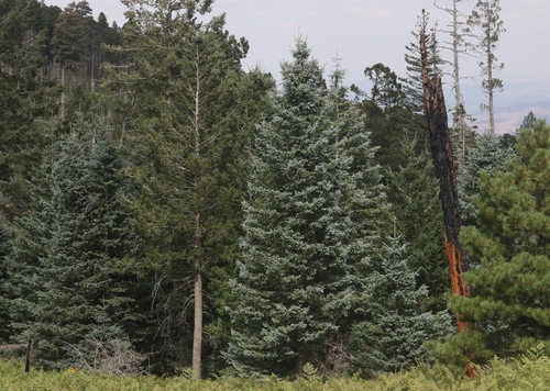 Picea engelmannii (Engelmann spruce) (alternate view 5)