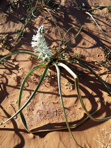 Albuca (Slimelilies) (alternate view 4)
