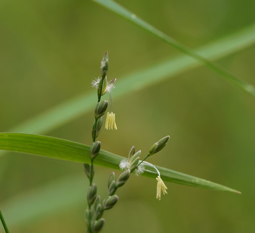 Tetrarrhena juncea (Forest Wire-grass) (alternate view 2)