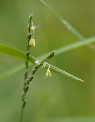 Tetrarrhena juncea (Forest Wire-grass) (alternate view 3)