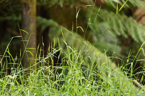 Tetrarrhena juncea (Forest Wire-grass) (alternate view 4)