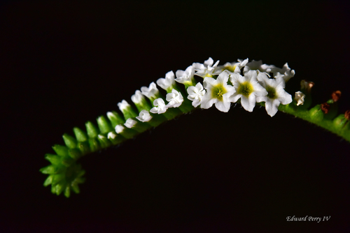 Heliotropium (Heliotropes) (alternate view 5)