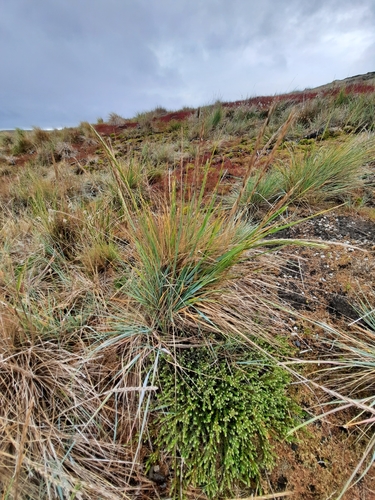 Elymus magellanicus (Magellan Wheatgrass) (alternate view 4)