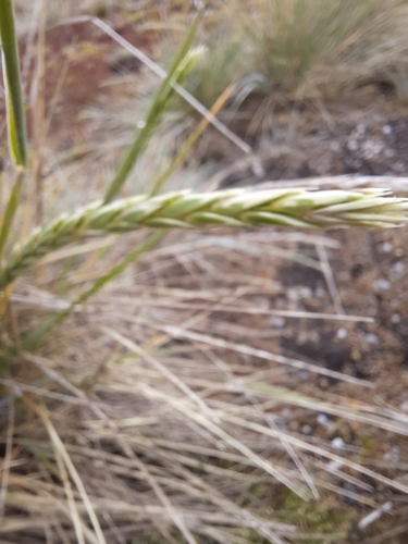 Elymus magellanicus (Magellan Wheatgrass) (alternate view 5)