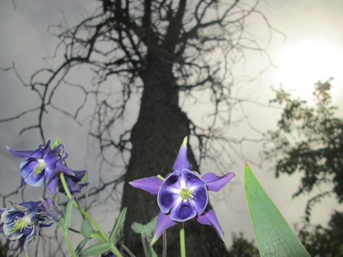 Aquilegia vulgaris (columbine) (alternate view 3)