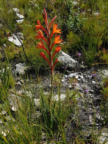 Watsonia (Watsonias) (alternate view 3)
