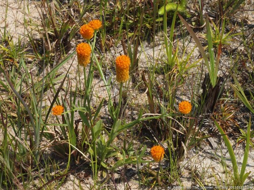 Senega lutea (orange milkwort)