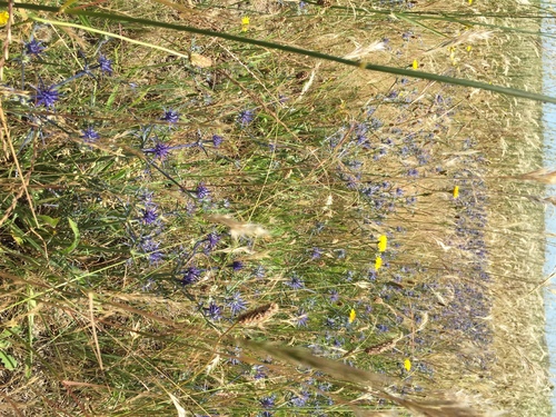 Eryngium ovinum (blue devil) (alternate view 6)