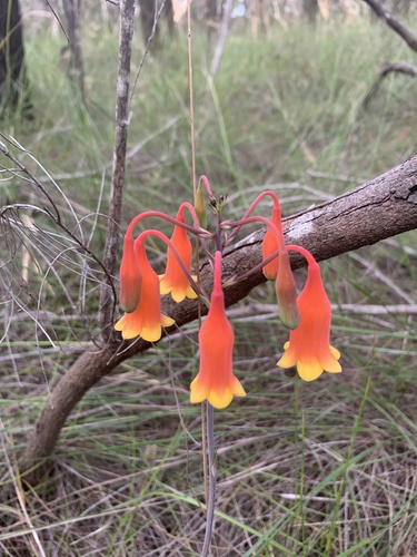 Blandfordia nobilis (Christmas Bells)