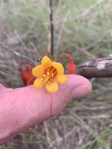 Blandfordia nobilis (Christmas Bells) (alternate view 2)