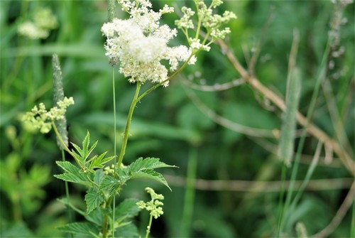 Filipendula ulmaria (Meadowsweet)