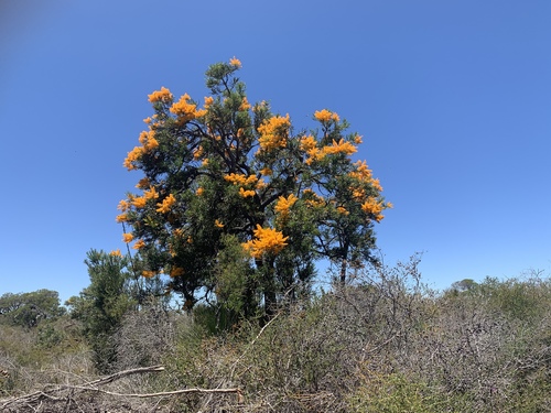 Nuytsia floribunda (Western Australian Christmas Tree) (alternate view 3)