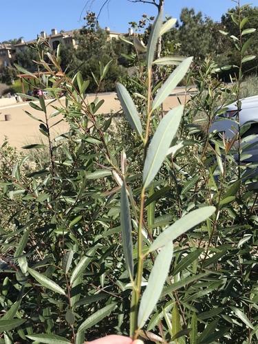 Salix lasiolepis (Arroyo Willow) (alternate view 9)