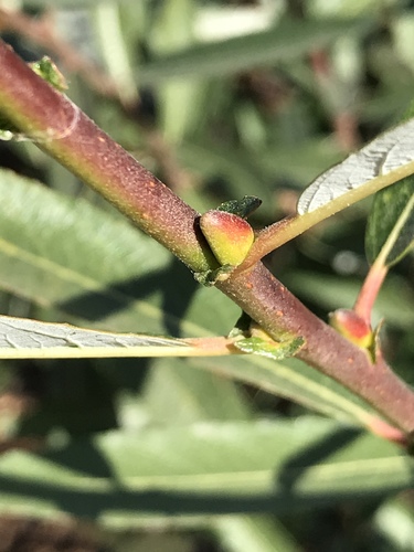Salix lasiolepis (Arroyo Willow) (alternate view 10)