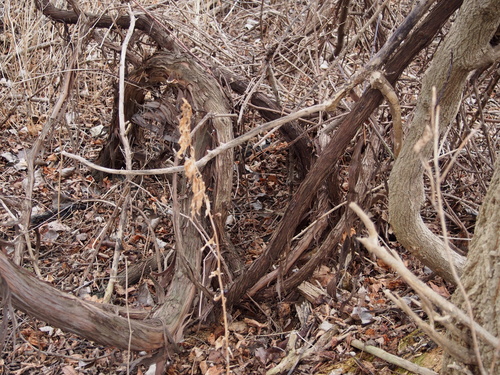 Vitis riparia (riverbank grape)