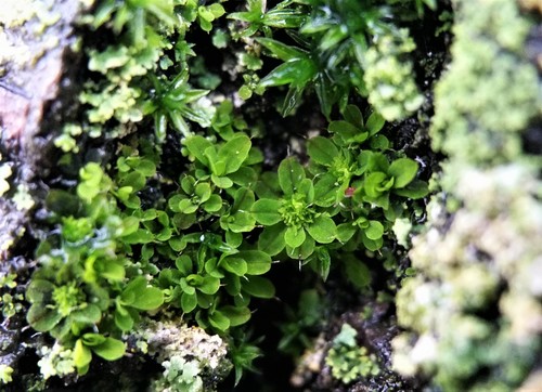 Syntrichia (alternate view 10)