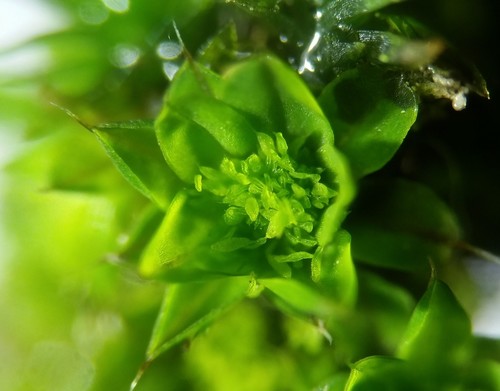 Syntrichia (alternate view 11)