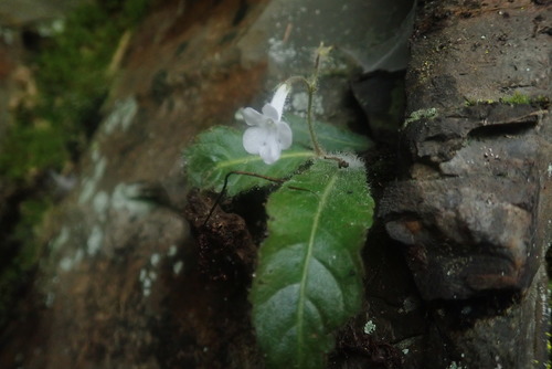 Streptocarpus (African Primrose) (alternate view 5)