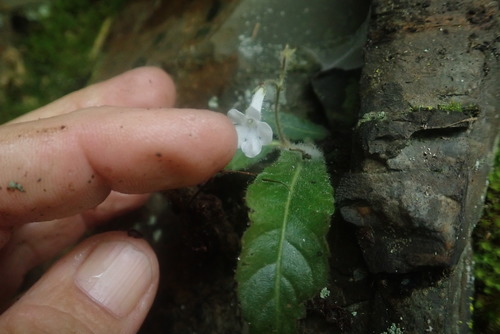Streptocarpus (African Primrose) (alternate view 7)
