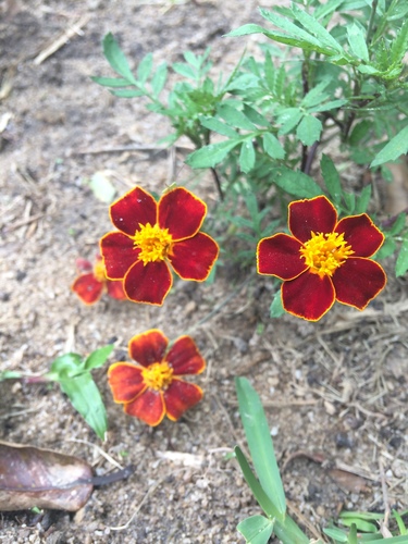 Tagetes patula (French marigold) (alternate view 5)