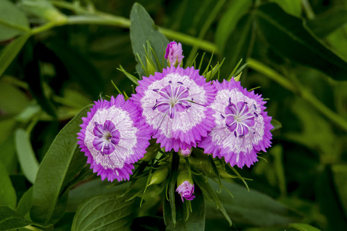 Dianthus barbatus (sweet William)