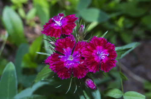 Dianthus barbatus (sweet William) (alternate view 2)