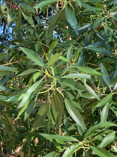 Myoporum insulare (common boobialla) (alternate view 9)