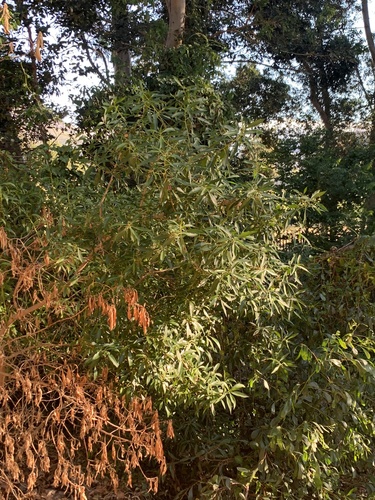 Myoporum insulare (common boobialla) (alternate view 10)