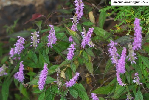 Elsholtzia stauntonii