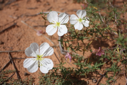 Oenothera pallida (Pale Evening Primrose) (alternate view 10)