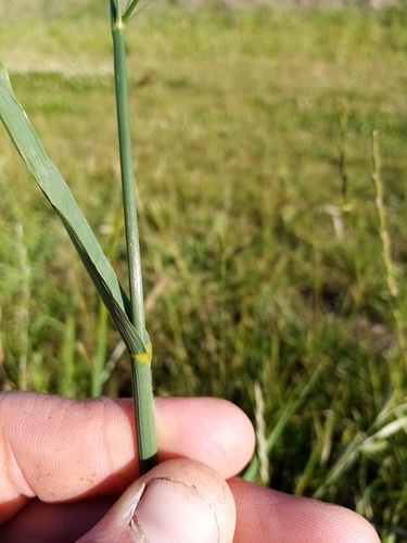 Bromus sitchensis (Alaska brome)