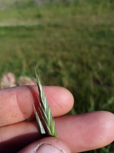 Bromus sitchensis (Alaska brome)