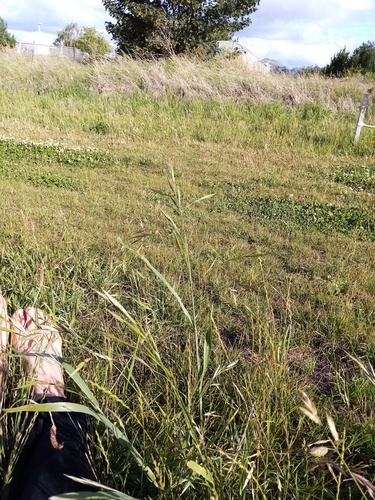 Bromus sitchensis (Alaska brome)