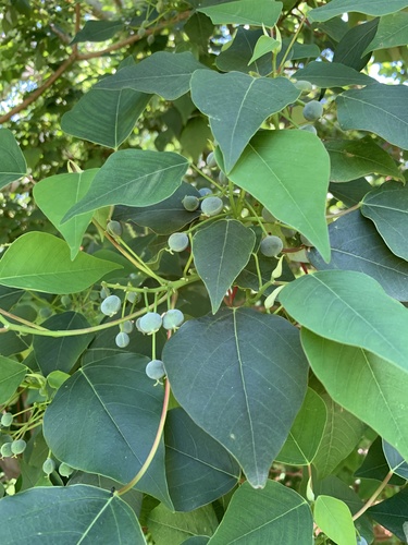 Homalanthus populifolius (Bleeding Heart) (alternate view 7)