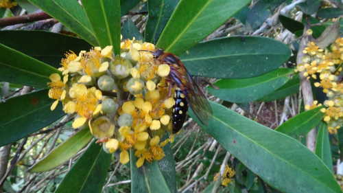 Tristaniopsis laurina (Water Gum) (alternate view 2)
