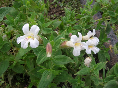 Erythranthe lewisii (Great Purple Monkeyflower)