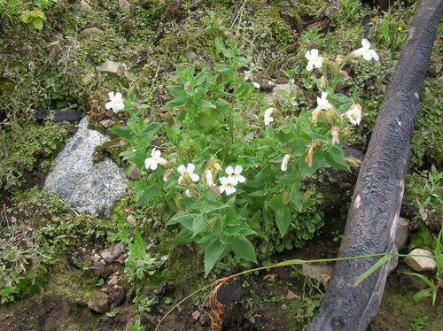Erythranthe lewisii (Great Purple Monkeyflower) (alternate view 2)