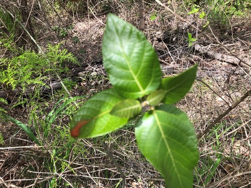 Ficus opposita (Sandpaper Fig)