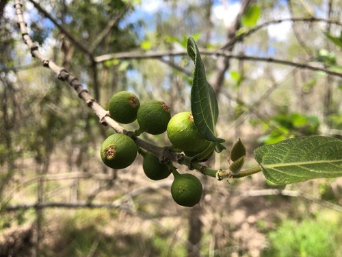 Ficus opposita (Sandpaper Fig) (alternate view 2)