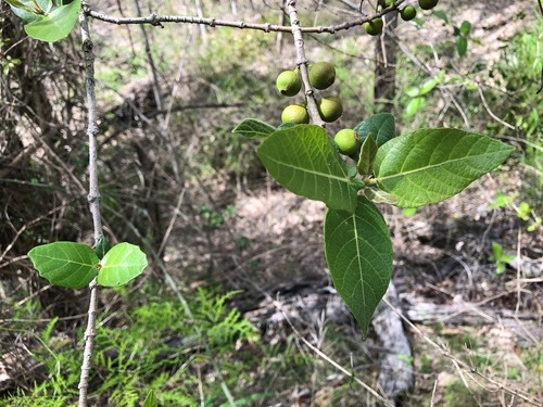 Ficus opposita (Sandpaper Fig) (alternate view 3)