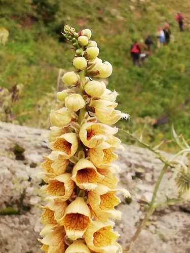 Digitalis ferruginea (Rusty Foxglove)