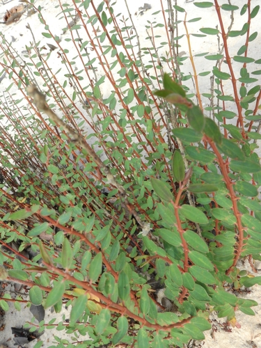 Euphorbia (Spurges) (alternate view 7)