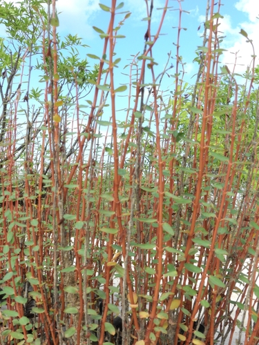 Euphorbia (Spurges) (alternate view 8)