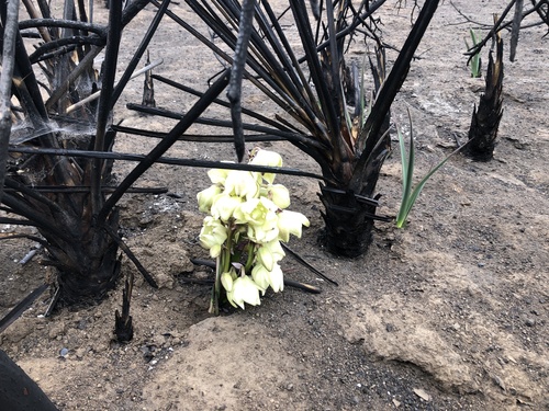 Yucca schidigera (Mojave Yucca)