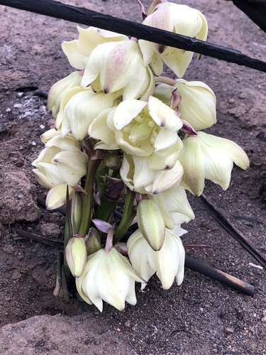 Yucca schidigera (Mojave Yucca)