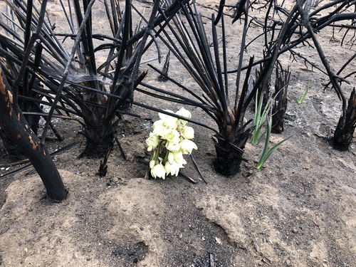 Yucca schidigera (Mojave Yucca)