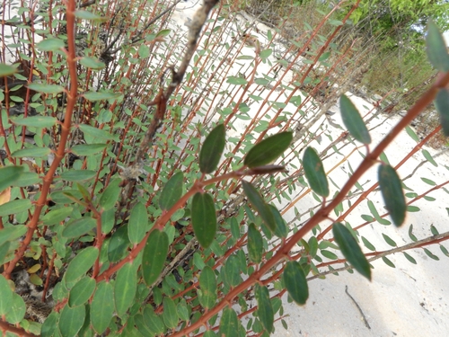 Euphorbia (Spurges) (alternate view 9)