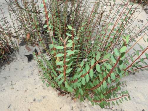 Euphorbia (Spurges) (alternate view 10)