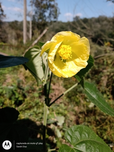 Callianthe (alternate view 7)